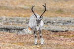 190815b_Buedelfjellet_66_D