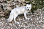 220831c_Buedelfjellet_146_D