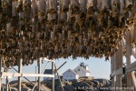 230501c_Henningsvaer_049_D