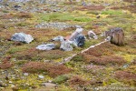 f4r_Gnaalodden_21Juli13_092_D