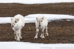 190607a_Eidembukta_63_D