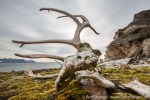 a9j_Eidembukta_21Aug14_077_D