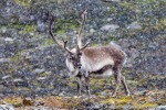 f5_Treskelen_23Aug12_96_D