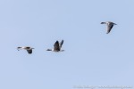 230601a_Forsbladodden_11_D