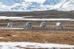 230601a_Forsbladodden_14_D