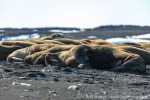 230601c_Maaseneset_27_D