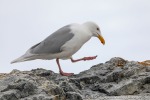 230603c_Gnaalodden_102_D
