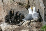230705c_Ossian-Sarsfjellet_034_D