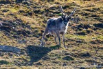 230716a_Observatoriefjellet_08_D