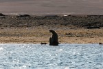 230808d_Poolepynten_005_D