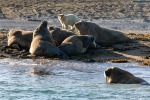 230808d_Poolepynten_057_D