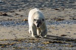 230808d_Poolepynten_110_D