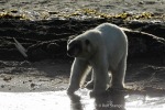 230808d_Poolepynten_159_D