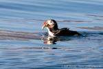 230809c_Kongsfjord_06_D