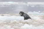 230812c_Rijpbreen_112_D