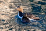 230817f_Alkefjellet_064_D