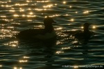 230817f_Alkefjellet_184_D