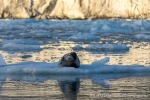 230820e_Hansbreen_029_D