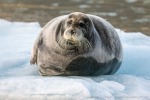 230820e_Hansbreen_082_D