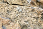 230822c_Ahlstrandhalvoya_116_D