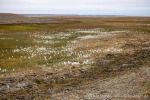 230823a_Erdmannflya_005_D
