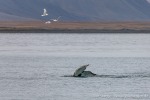 230823c_Isfjord_10_D