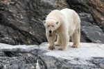 230807a_Nordenskioldbreen_047_D