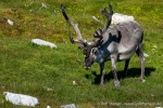 230808b_Alkhornet_124_D