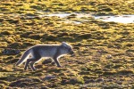 230809c_Ny-Alesund_10_D