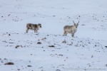 230918a_Snaddvika_017_D