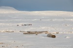 230920a_Danskeneset_027_D