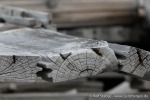 230830a_Crozierpynten_087_D