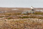 210813a_Reinsdyrflya_10_D
