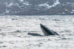231108a_Kvaenangen_59_D
