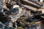 230606a_Ossian-Sarsfjellet_30_D