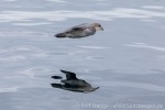 230531b_Isfjord_11