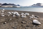 190806_Aavatsmarkbreen_02_D