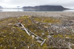 220809a_Engelskbukta_44_D