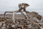220906_Blomstrandhalvoya_010_D