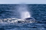 240426a_Bleikdjupet_64_D
