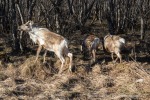 240502d_Beiarn_06_D