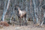 240502e_Saltstraumen_26_D