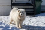 240424a_Skjervoy_020_D