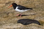 240427b_Trollfjord_106_D