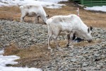 240517_Longyearbyen_22_D