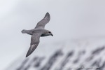 240531c_Isfjord_01_D