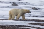 240601a_Engelskbukta_71_D