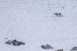 240603a_Hamiltonbukta_028_D
