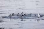 240603a_Hamiltonbukta_081_D