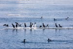240603d_Klinckowstromfjord_11_D